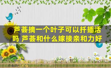 芦荟摘一个叶子可以扦插活吗 芦荟和什么嫁接亲和力好